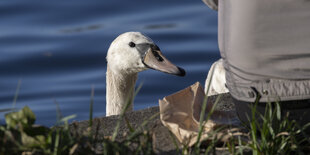 Schwan trifft Mensch an Flussufer