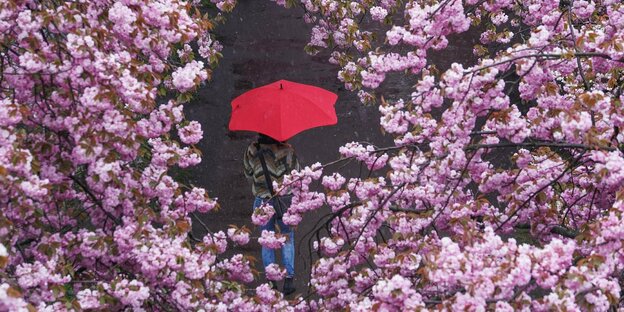 Bei starkem Regen geht eine Frau durch eine Kirschblütenallee spazieren