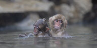Zwei Affen im Wasser.