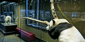 Im Naturkundemuseum Berlin ist ein ausgestopfter Panda in einer Glasvirtine drapiert, daneben steht eine rote Ledersitzbank