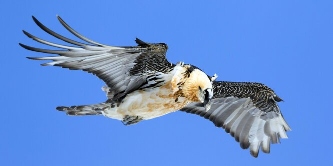 Einer der größte Vögel in Europa: Bartgeier