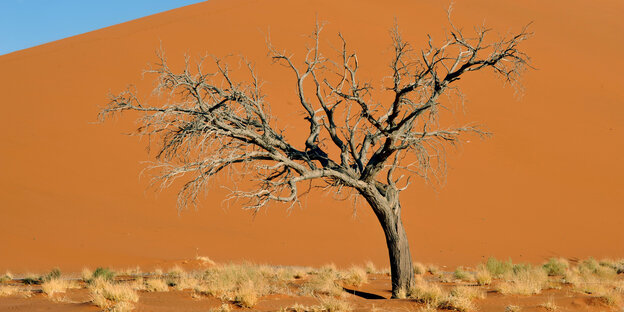 Eine Düne und ein abgestorbener Baum in Sossusvlei nahe Sesriem im Namib Naukluft Park.