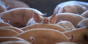 Schweine stehen eng gedrängt in einem Stall.