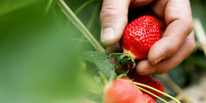 Eine Hand pflückt Erdbeeren.