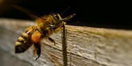 Eine fliegende Biene. Ihre Hosen sind ganz dick und voller Pollen.