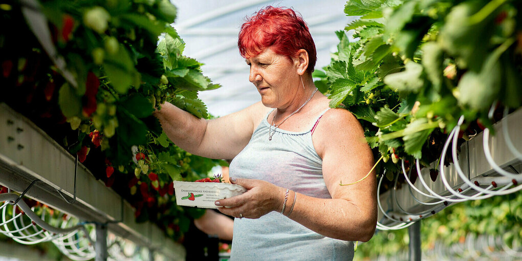 Eine Erntehelferin pflückt erdbeeren