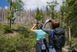 Wanderer im Wald bei Ilsenbueg im Ilsetal