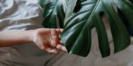 Eine Hand berührt ein Blatt einer Monstera-Pflanze