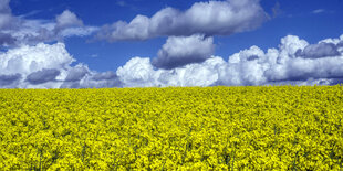 Rapsfeld und wolkiger blauer Himmel in Neinstedt Sachsen-Anhalt