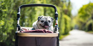 Süßer Mops im Kinderwagen