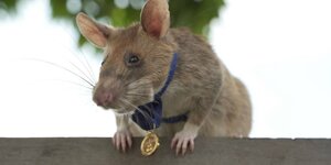 Die Ratte Magawa mit einer Goldmedaille um den Hals
