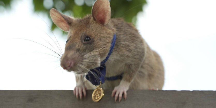 Die Ratte Magawa mit einer Goldmedaille um den Hals