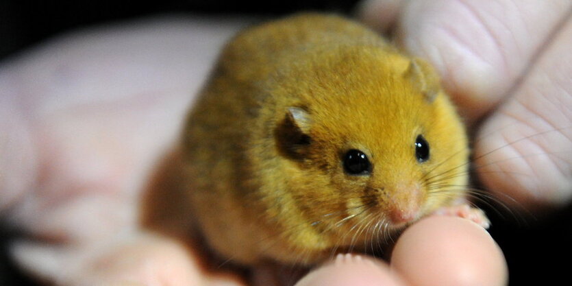 Eine Haselmaus sitzt auf einer menschlichen Hand