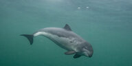 Unterwasser-Aufnahme eines Schweinswals