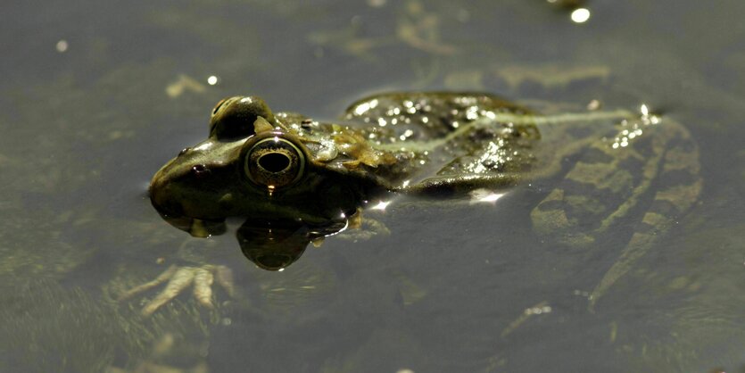 Ein Frosch liegt auf der Lauer