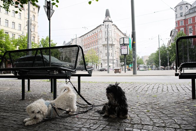 Hasselbachplatz in Magdeburg