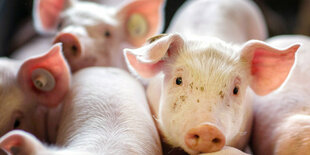 Ferkel stehen dicht an dicht in einer Box in einer Schweinezuchtanlage.