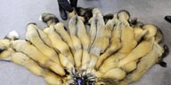 Mehrere Pelze von Marderhunden werden auf einer Messe präsentiert