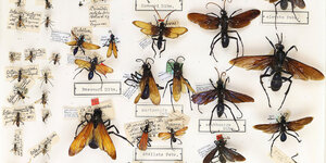 Blick in einen Hautflügler-Schaukasten des Biologischen Museums Lund, in dem Wildbienen aufgespießt sind