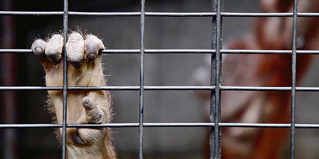 Die Hand eines Orang-Utans an den Gitterstäben eines Käfigs.