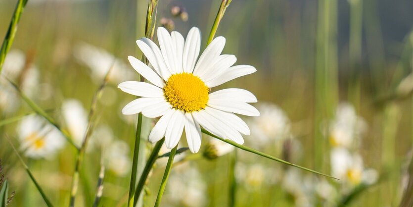 Eine Margerite auf einer Blumenwiese