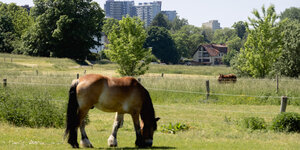 Auf einer grünen Wiese grast ein hellbraunes Pferd, im Hintergrund sind die weißen Hochhäuser des märkischen Viertel zu sehen.