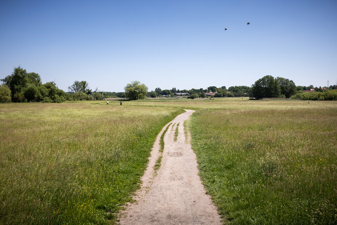 Zwischen grünen Wiesen läuft ein Feldweg auf ferne Bäume zu.