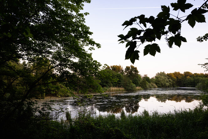 Ein Teich mit dunklem Wasser liegt zwischen Bäumen.