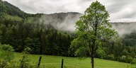 Wolkenverhangender Bergwald