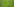 Eine einzelne Mohnblume wächst inmitten des jungen, noch grünen Getreides auf einem Feld.