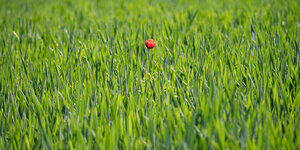 Eine einzelne Mohnblume wächst inmitten des jungen, noch grünen Getreides auf einem Feld.