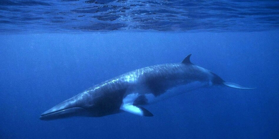 Forschungsprojekt zu Sonar: Hörtest für Norwegens Wale