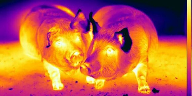 zwei Schweine, im bunten Licht einer wärmebildkamera