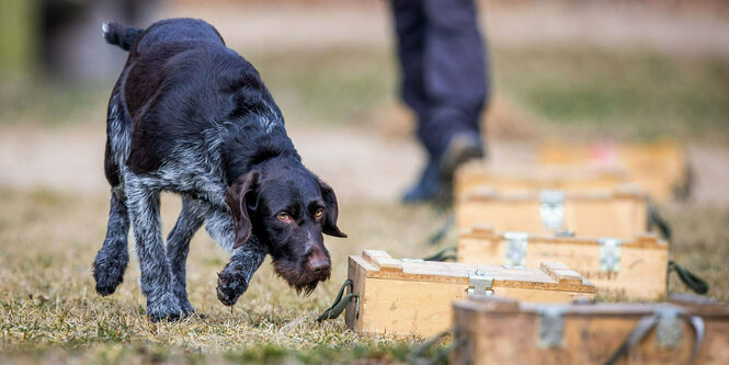 Suchhund schnüffelt beim Training an Kisten