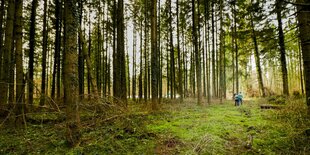 Eine Lichung in einem Wald, im Hintergrund sind zwei Menschen zu sehen