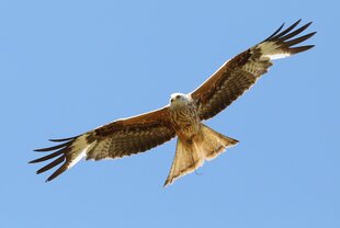 Ein Roter Milan (Milvus milvus) kreist über einer Wiese in Nordsachsen und hat neben einer Maus einen Grashalm in den Fängen