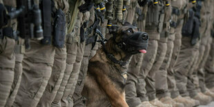 Ein Polizeihund mit SEK-Polizisten in Frankfurt/Main