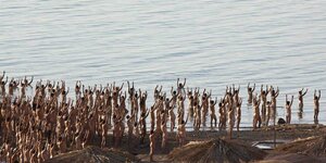 Viele nackte Menschen mit erhobenen Händen an einem Strand.