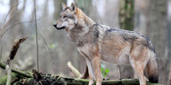 Wolf steht auf Waldboden