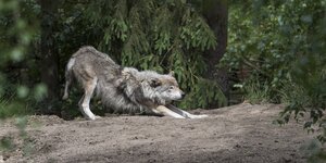 Ein Wolf streckt die Vorderläufe