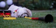 Ein Hund mit einer schwarz rot goldenen Vuvuzela und einer Trommel auf einem Rasen