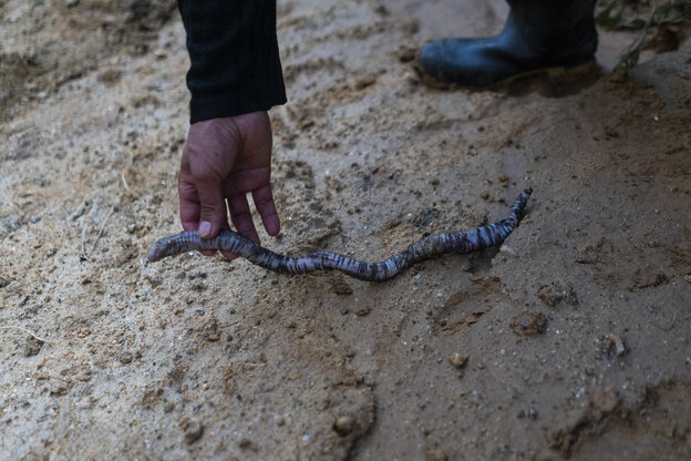 Die Hand von Bautista greift nach einer kleinen, blassen Schlange im Sand. Die Schlange wirkt ungefährlich, zeigt weder Augen noch Zunge oder Zähne.