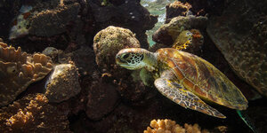 Eine Wasserschildkröte schwimmt zwischen Ausgebleichten Korallen