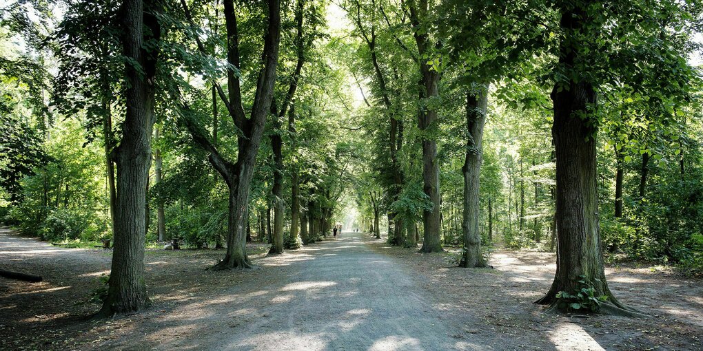 Ein Weg im Berliner Grunewald