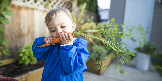 Ein kleines Kind beißt in eine Karotte