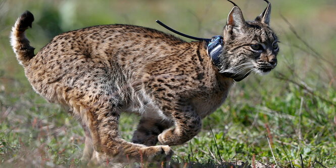 Seltene Tiere wie der vom Aussterben bedrohte Iberische Luchs sind im Nationalpark Coto de Doñana noch zu finden