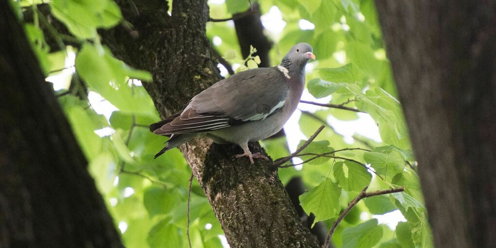 Eine Ringeltaube (Columba palumbus) sitzt auf dem Ast eines Baumes