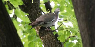 Eine Ringeltaube (Columba palumbus) sitzt auf dem Ast eines Baumes