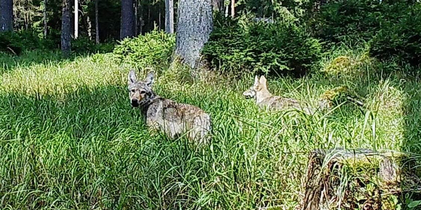 Jungwölfe im Veldensteiner Forst