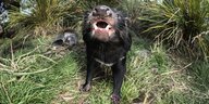 Ein Tasmanischer teufel fletscht seine Zähne